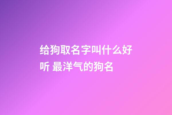 给狗取名字叫什么好听 最洋气的狗名